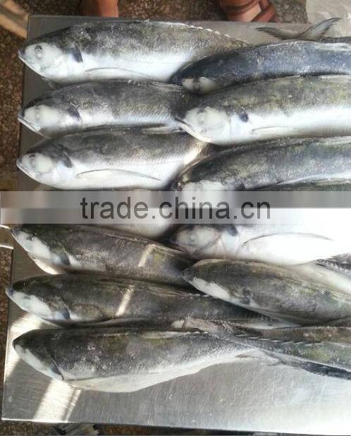 jack mackerel exporter