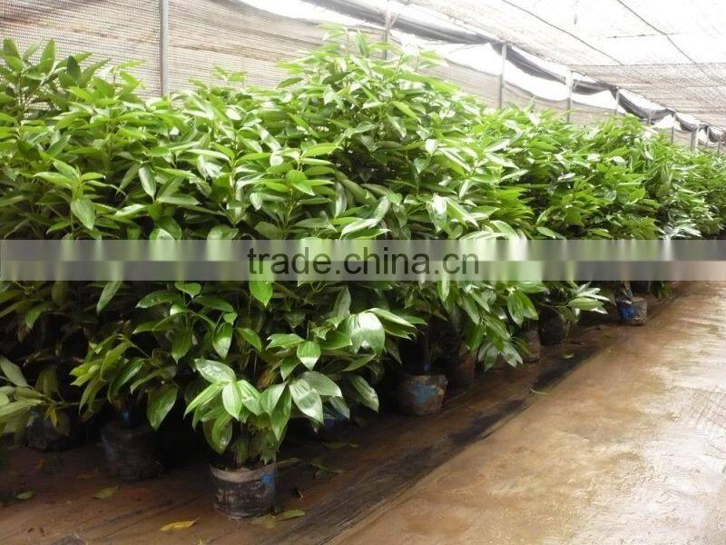 Cinnamomum cassia Ornamental Plants