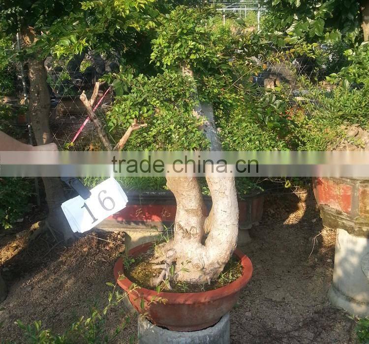 Sale Ulmus Pumila for outdoor planting