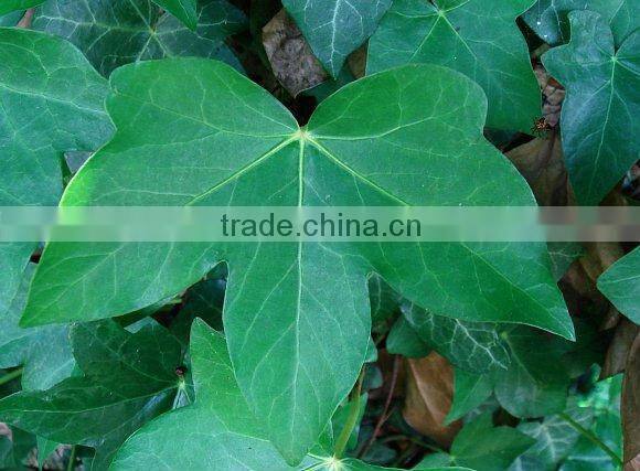 Ivy Leaf Ratio Extract 10:1