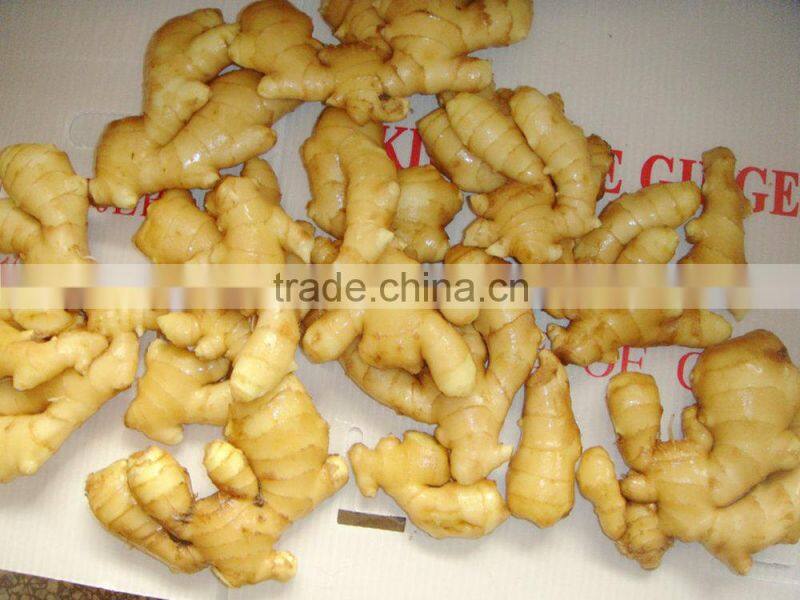 China ginger export Guangzhou ginger office