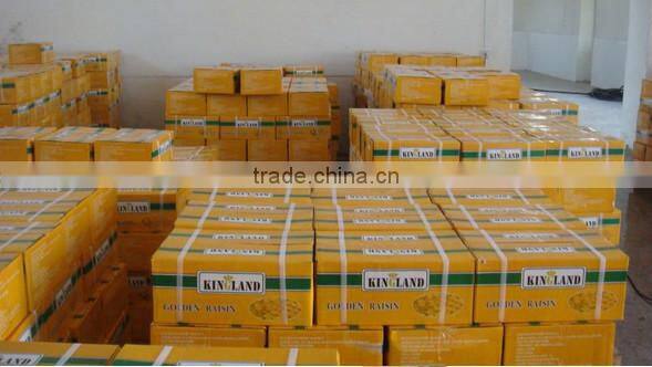 gold raisin with best price and sweet and high quality