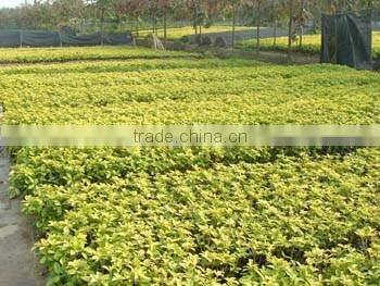 ornamental Golden Ficus microcarpa