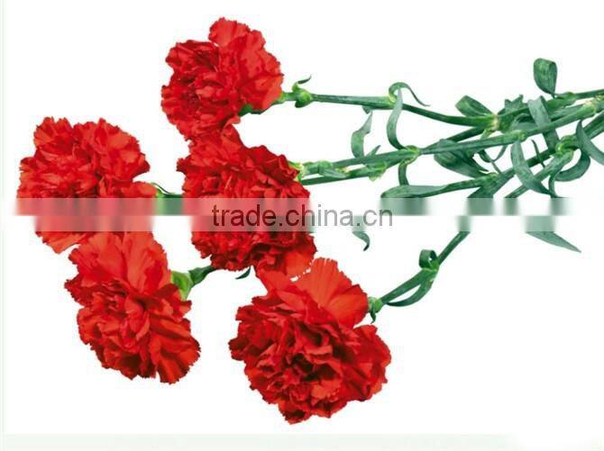 Fresh cut Flower Carnation all colour Mother's day