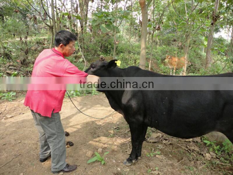 animal ear tag passive uhf rfid ear tag eco-friendly disposable TPU rfid tag for cows cattle