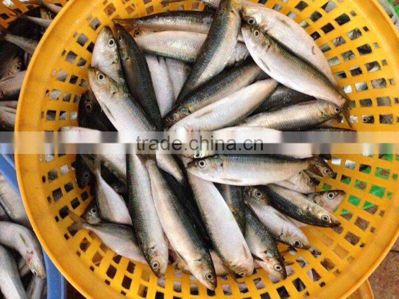 frozen pacific mackerel fish