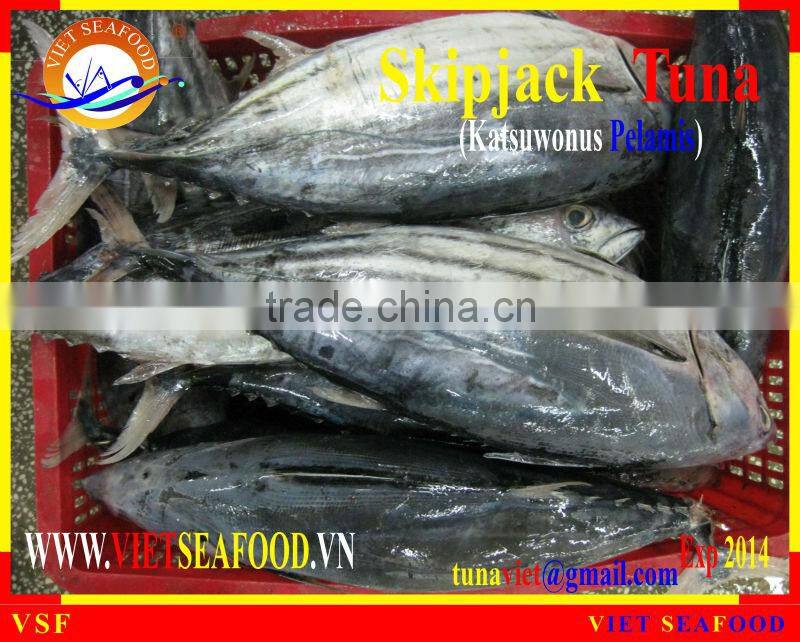 FROZEN SKIPJACK TUNA WHOLE ROUND