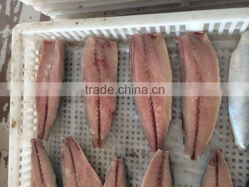 frozen scomber japonicus mackerel fillet