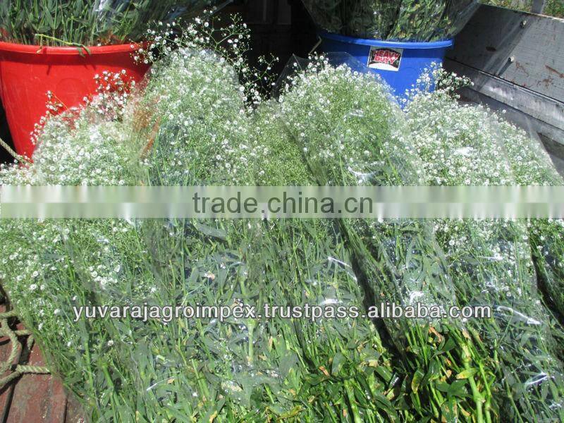 Fresh Cut Gypsophila