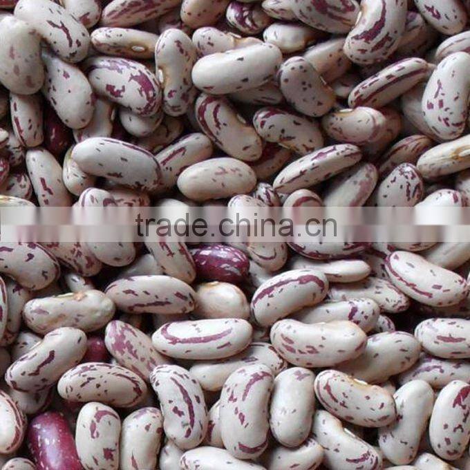 all sizes round Light Speckled Kidney Beans
