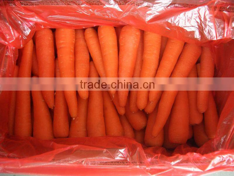 fresh vegetable carrot
