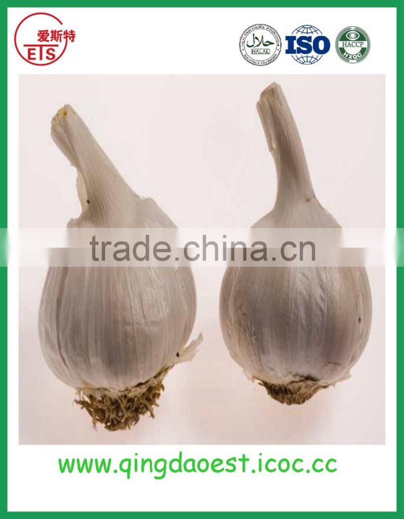 Good quality and best price hot sale fresh pure white garlic