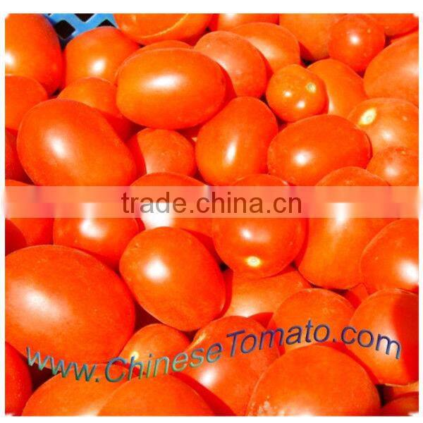 Halal Certified Sachet Tomato Paste