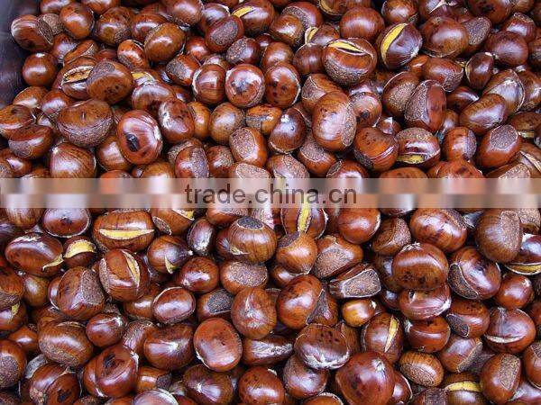 Nut (Chestnut)