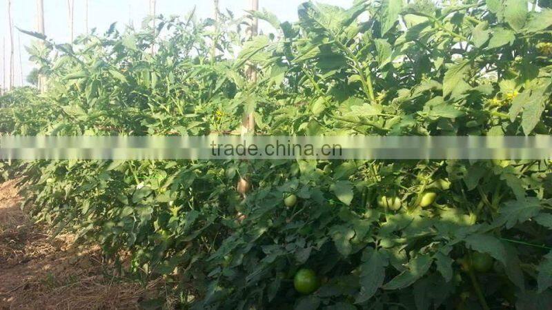 Red Jumbo F1 Hybrid Tomato Seeds