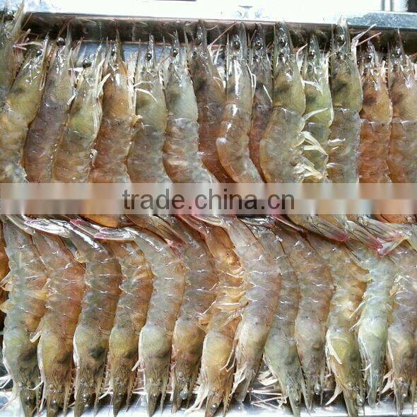 Shrimp Multiple layer continuous type mesh belt dryer