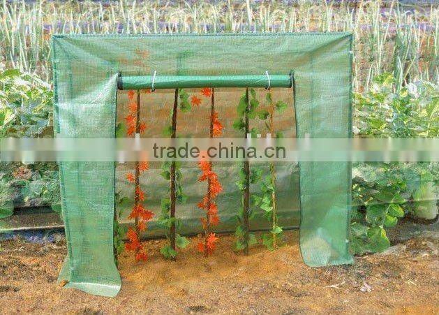 Tomato green house