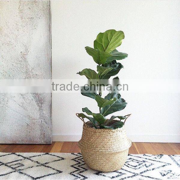 Seagrass natural belly basket made in Vietnam