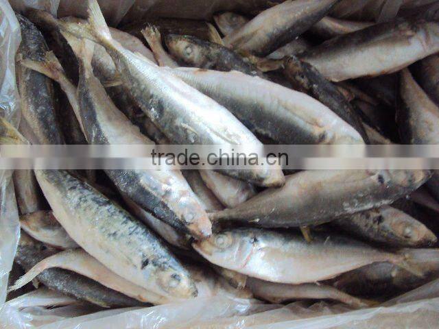 frozen W/R round scad (horse mackerel)