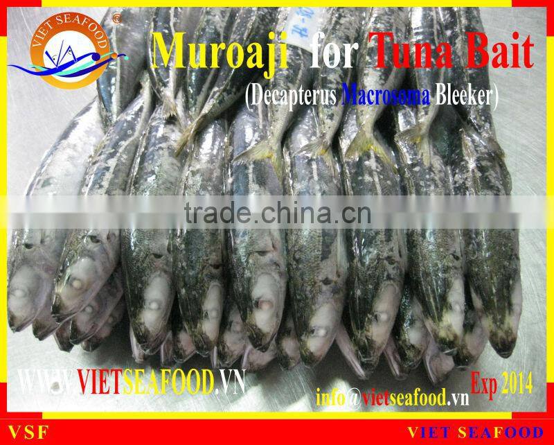 FROZEN W/R MUROAJI FOR TUNA BAIT