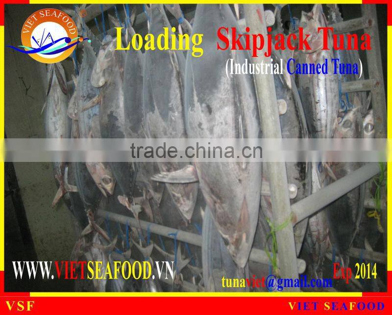 LOADING SKIPJACK TUNA