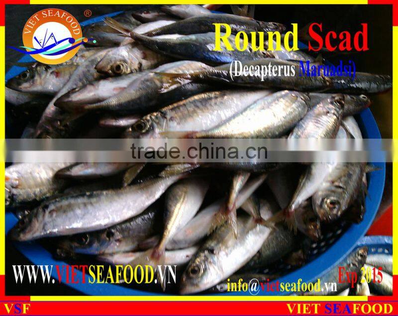 FROZEN WHOLE ROUND MARUADSI (ROUND SCAD)