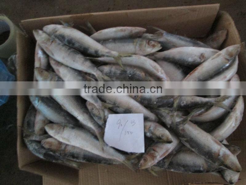 Sardinops Melanosticta 50-80G Frozen Sardines