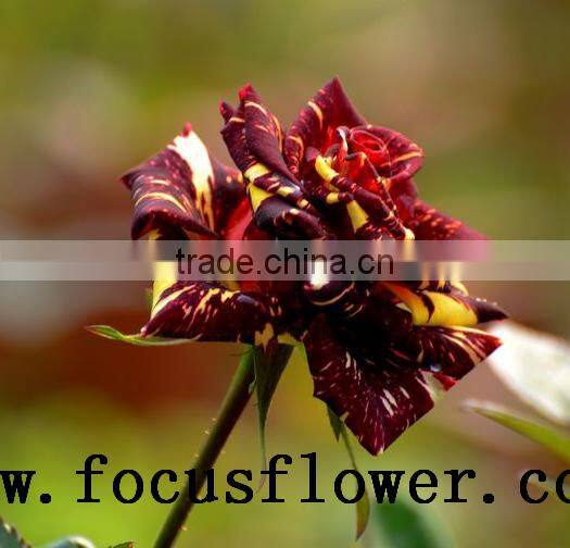 hot selling black roses sale High Quality Fresh Cut Flower spray rose Meteor shower for banquets factory prize supply