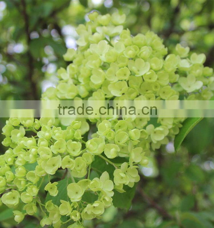 Fashionable promotional pretty hydrangea flowers