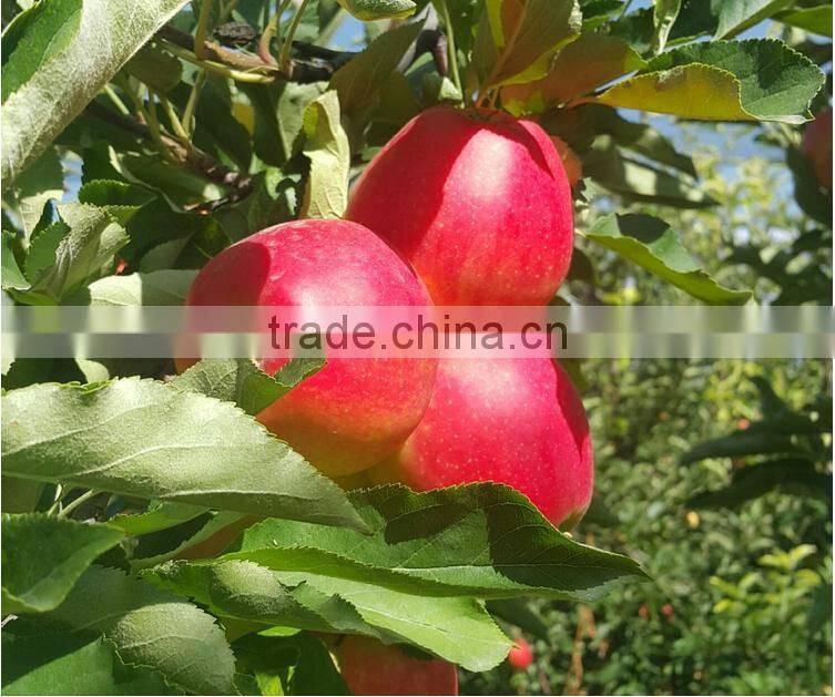 Nice fuji apple from China on sale for Bangladesh market