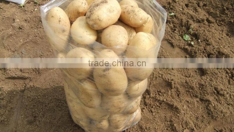 2015 super quality of the potato