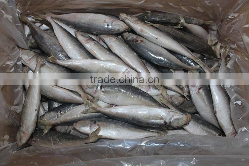 frozen small eyes round scad fish