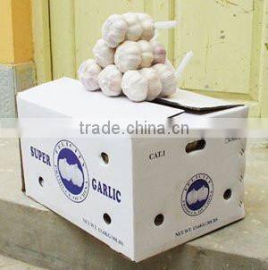 Chinese Fresh White Galic