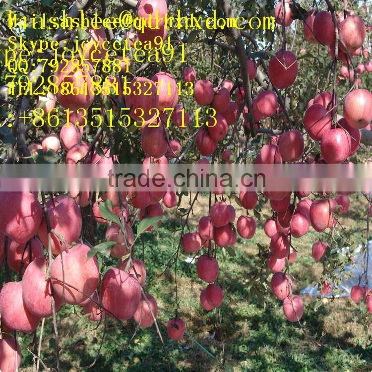 Apple Fuji India Pakistan Southeast Asia Europe UAE south africa
