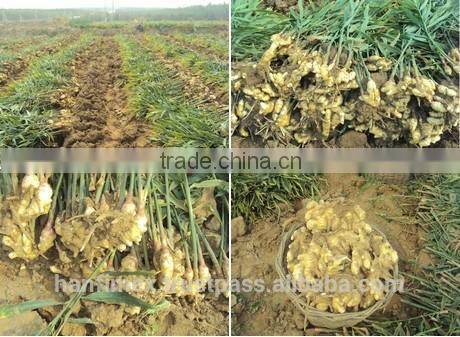 FRESH GINGER 200G UP FOR ALL MARKET