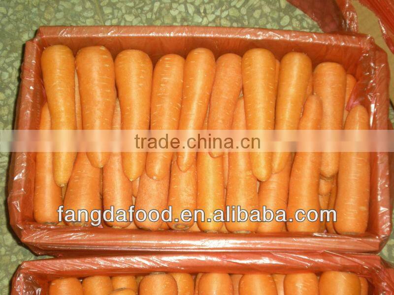 Fresh Carrot L Size