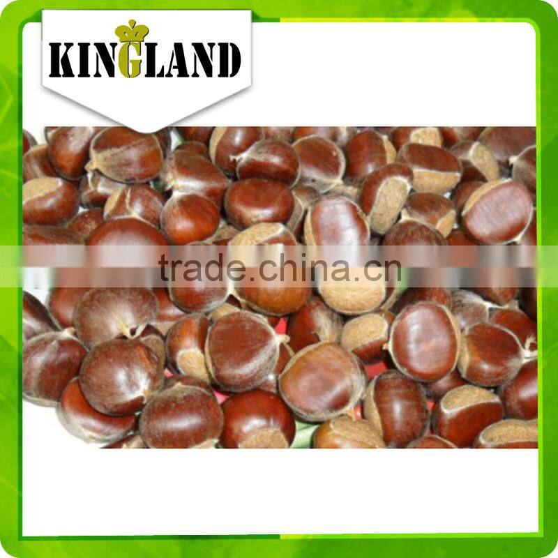 wholesale fresh chestnut