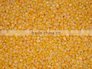 New crop IQF sweet corn kernel