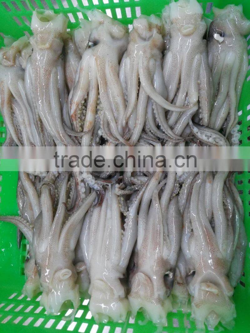 Frozen Tweed Bait squid Heads