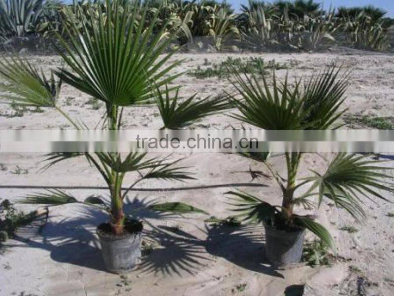Washingtonia Robusta "Mexican Fan Palm"