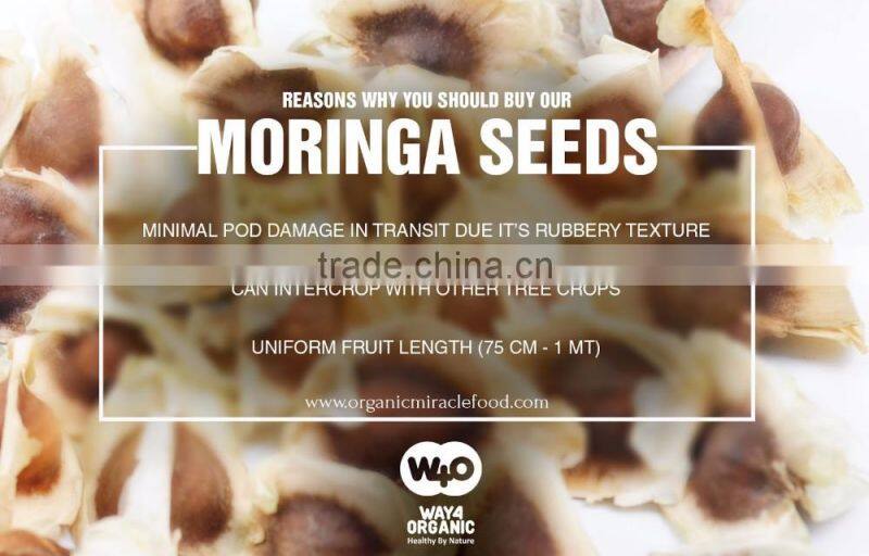 First Grade Moringa Conventional Seeds Exporter
