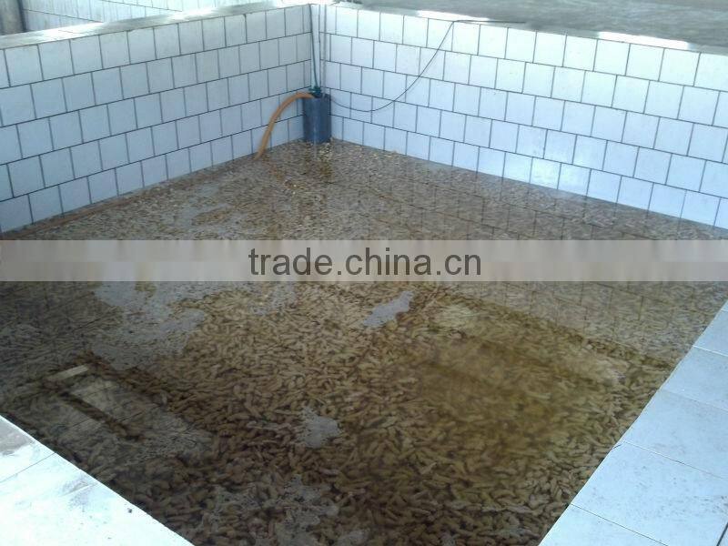 pickled sushi ginger 1kg/20 pounds/all package