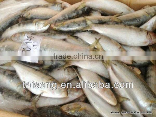 Frozen Canned Sardines Fish