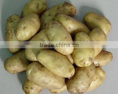 2014 new crop chinese fresh potato supplier export to all the world