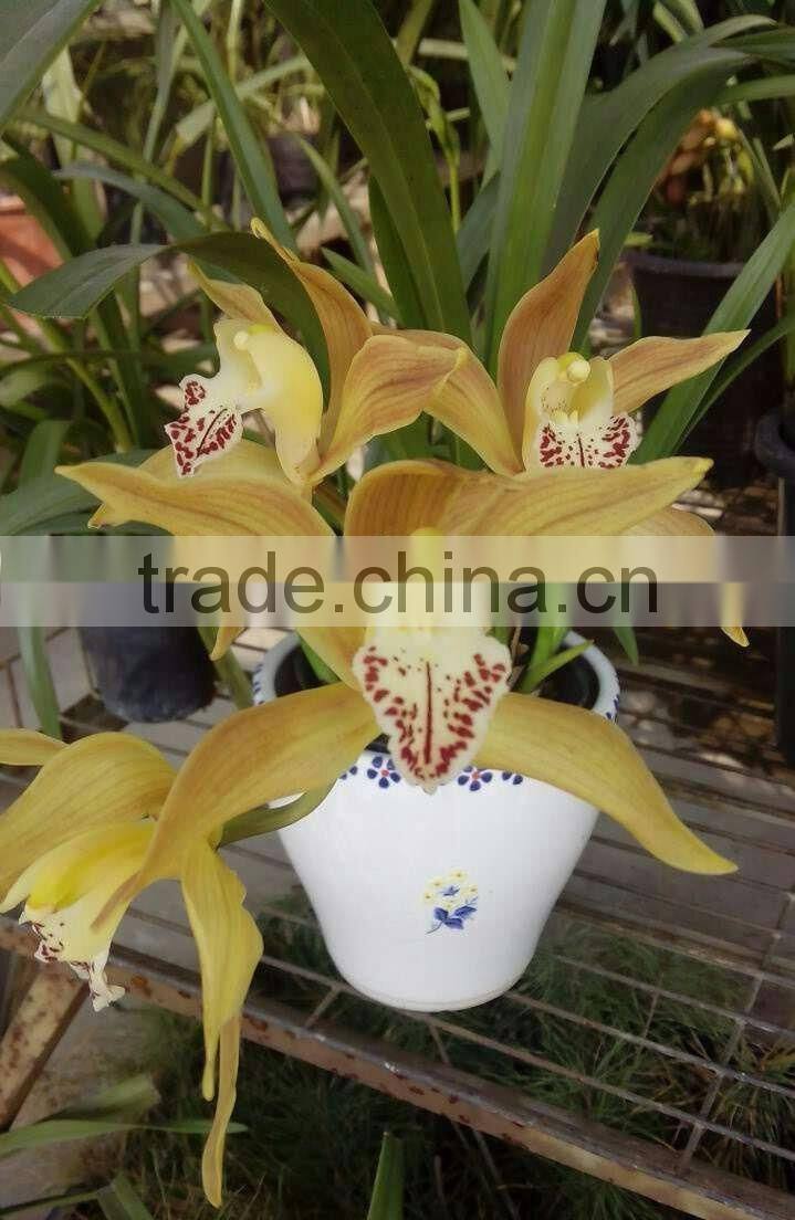 Cymbidium hybridum faberi(Yu Shan beauty)