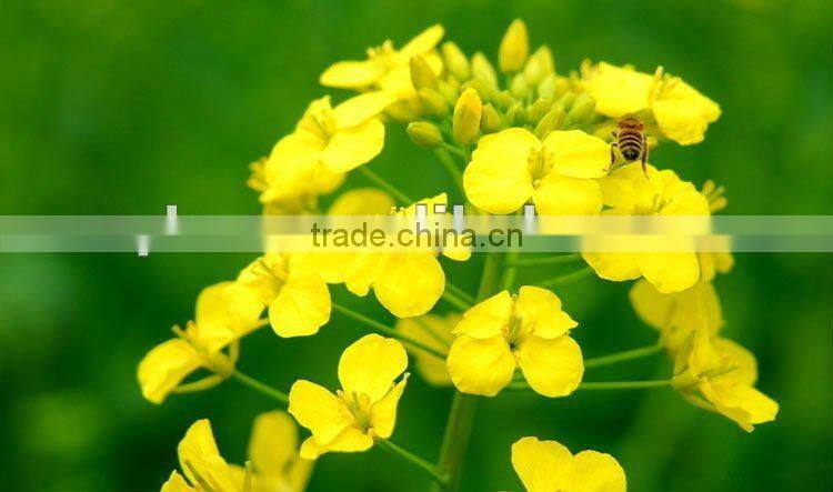 Korea hot sell pure rape bee pollen from qinghai china