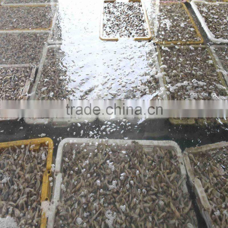 NEW SEASON FROZEN SHORT NECKED CLAM