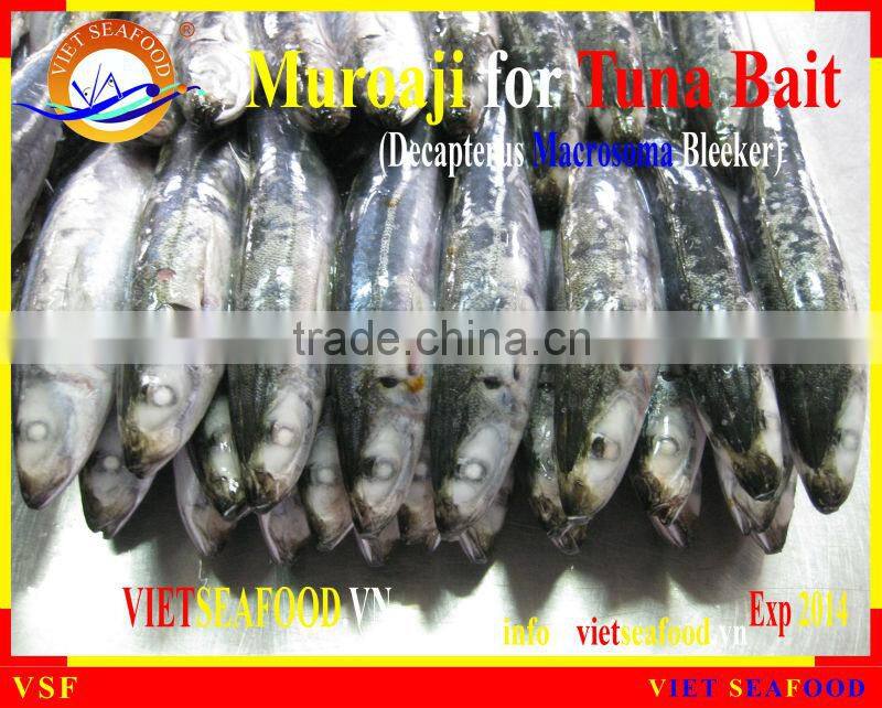FROZEN MUROAJI FOR TUNA BAIT