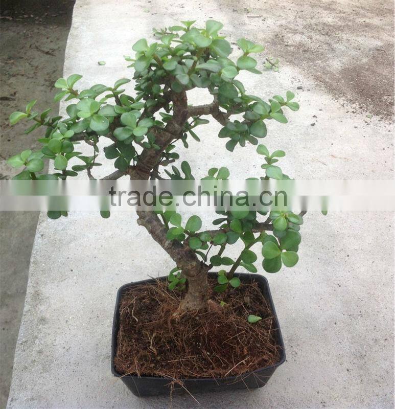 Portulacaria afra bonsai ( Jade plant)