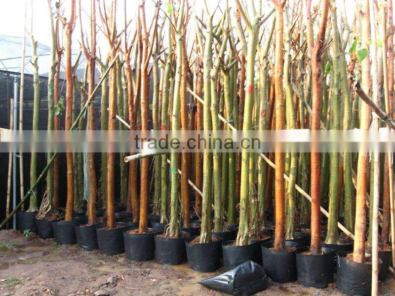 Ficus Religiosa landscaping project trees